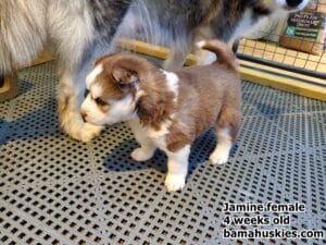red and white husky puppy