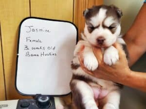 red and white female husky puppy