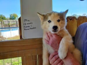 grey and white husky puppy