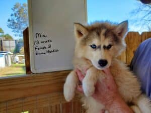 grey and white husky puppy