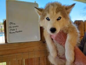 grey and white husky puppy