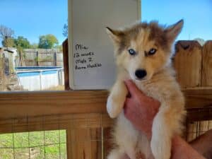 grey and white husky puppy