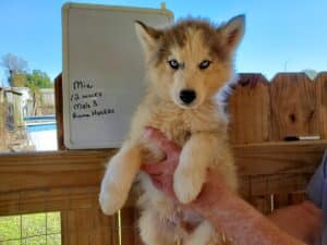 grey and white husky puppy