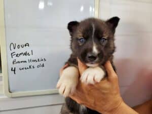 Agouti husky puppies