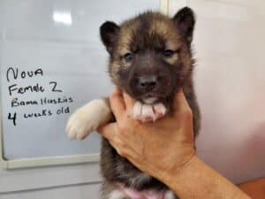 Agouti husky puppies
