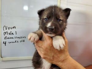 Agouti husky puppies