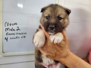 Agouti husky puppies