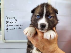 Agouti husky puppies