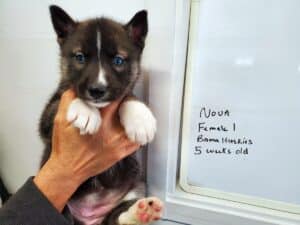 Agouti husky puppies for sale