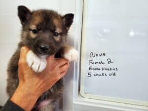 Agouti husky puppies for sale