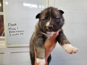Agouti husky puppy