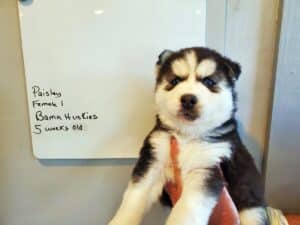 black and white husky puppy