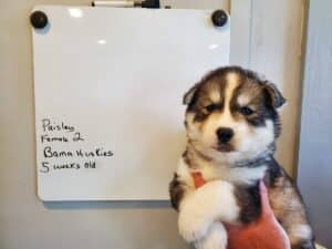 grey and white husky puppy