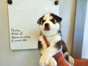 black and white husky puppy