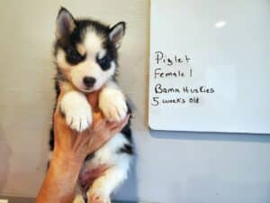 black and white husky puppy