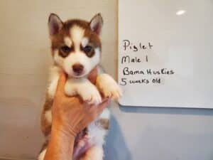 red and white husky puppy