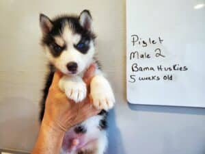 black and white husky puppy