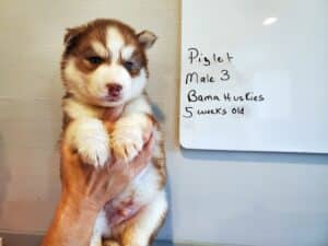 red and white husky puppy