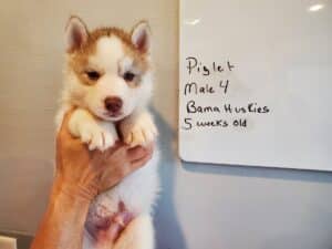 red and white husky puppy