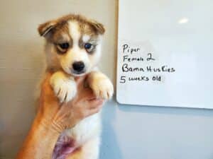 grey and white husky puppy