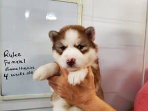 red and white husky puppy