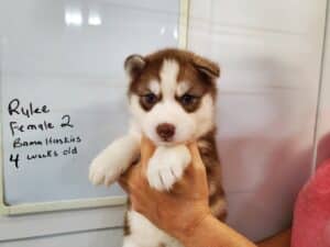 red and white husky puppy