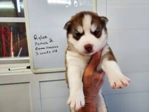 red and white husky puppy