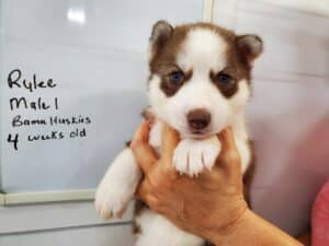 red and white husky puppy