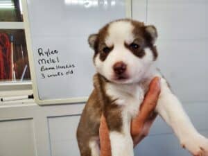 red and white husky puppy
