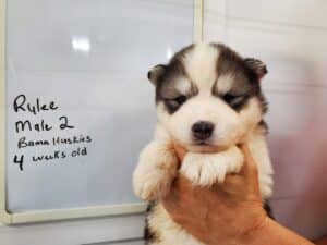 grey and white husky puppy