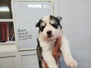 grey and white husky puppy