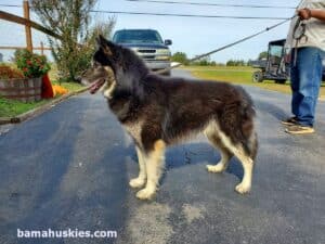 cream dirty faced Agouti