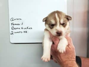 red and white husky puppy
