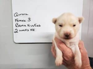 white husky puppy