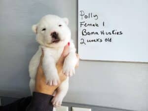 white husky puppy
