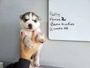 Grey and white husky puppy