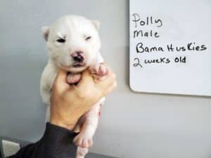 white husky puppy