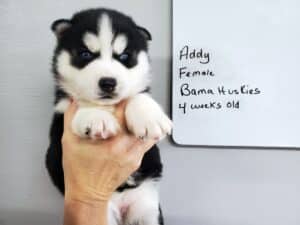 black and white husky puppy