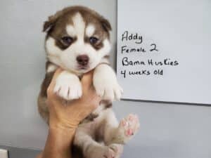 red and white husky puppy