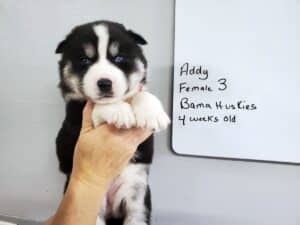 black and white husky puppy