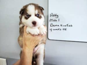 red and white husky puppy