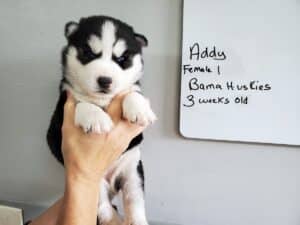 black and white husky puppy