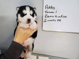 black and white husky puppy
