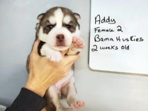 red and white husky puppy