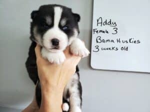 black and white husky puppy