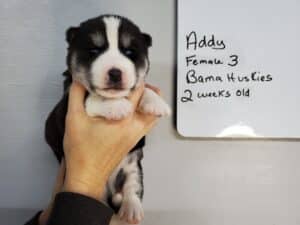 black and white husky puppy