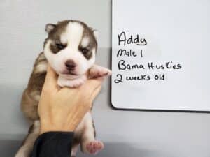 red and white husky puppy