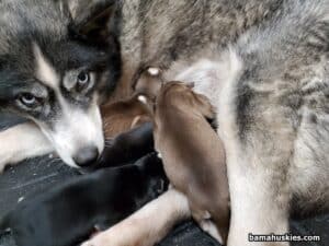Addy's husky puppies