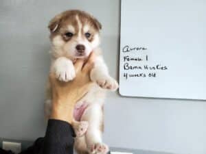 red and white husky puppy
