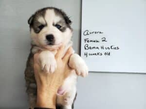 diluted black and white husky puppy